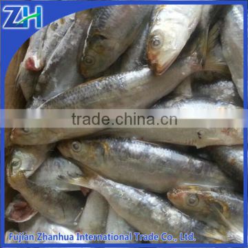 export wholesale frozen sardine fish for bait/ for canned seafood