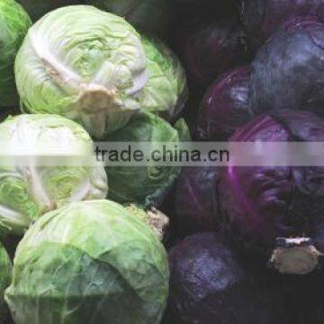 Fresh Flat cabbage Hot for sale