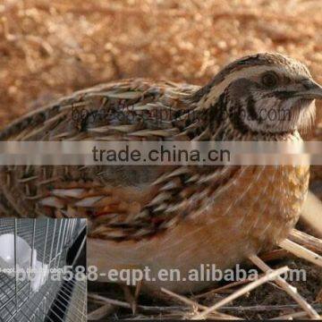 complete automatic controlled layer quail cage system