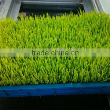 Nuisanceless Farm Fodder Machine/Sprouting Machine