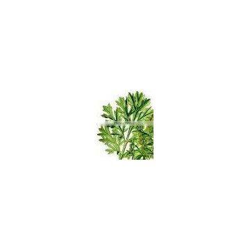 Fresh Worm Wood Oil