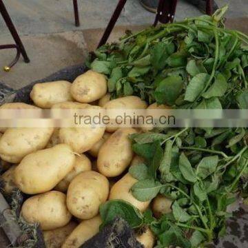 Fresh Potato photo-2