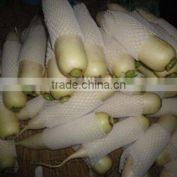 Chinese fresh radish