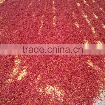 Exporting specification red chili threads chilli elongated