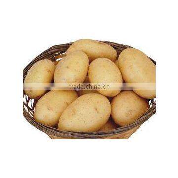 China Fresh Potato in Hot Sale photo-6