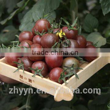 Healthy chocolate tomato seeds