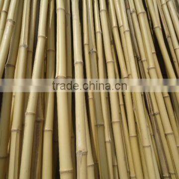 WY-179 For trees supporting natural eco-friendly high quality bitter bamboo poles and bamboo stakes bamboo sticks