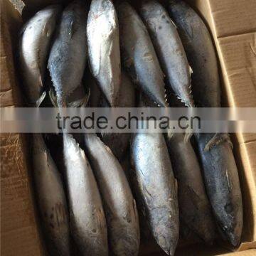 2016 New Frozen Bonito Tuna 200-300g photo-4
