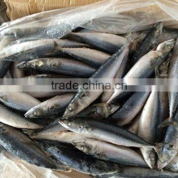 Frozen Mackerel Fish Frozen Fresh Seafood photo-2