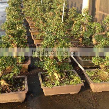 Carmona Microphylla Bosnai Export photo-3