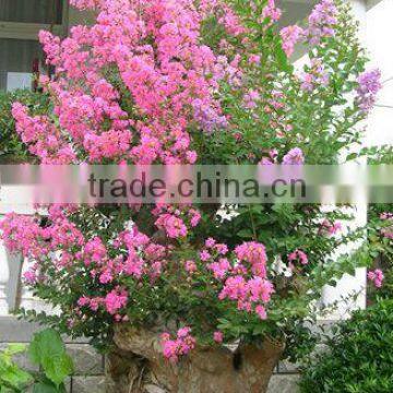 Lagerstroemia Indica Stump Bonsai Trees photo-2