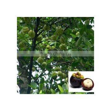 GARCINIA CAMBOGIA EXTRACT photo-4