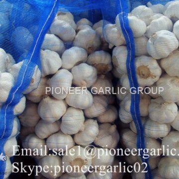 Loose Packing 5-5.5cm Fresh Red Garlic Produced In Jinxiang Shandong China