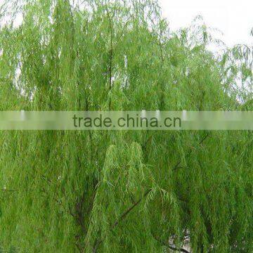 white willow bark extract/HR