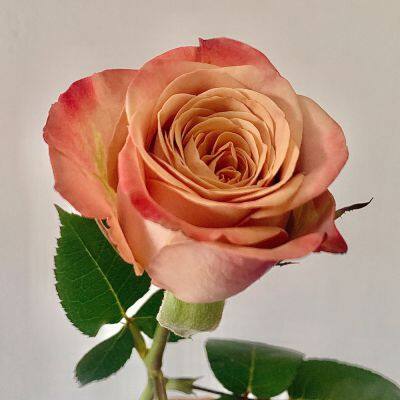 Cappuccino Rose Wholesale Price Flower Fresh Cut Roses Party and Wedding Decoration Rose photo-4