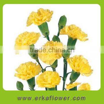 Fragrant Aroma Newest Mini Fresh Cut Carnation in China 2015 photo-5