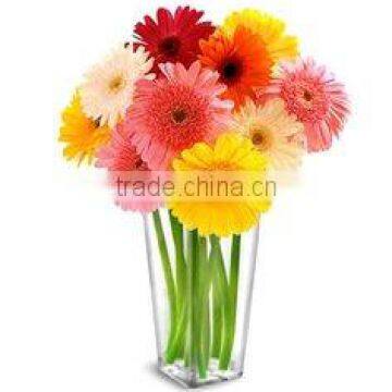 fresh cut gerbera flowers wholesale