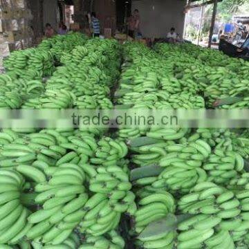 Cavandish Banana photo-6