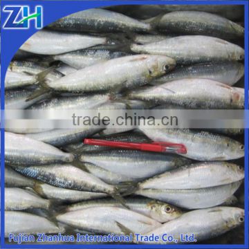 Frozen fresh sardines companies