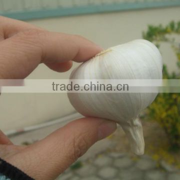 2014 crop Pure White Garlic 5cm