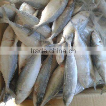 FROZEN INDIAN MACKEREL WHOLE ROUND