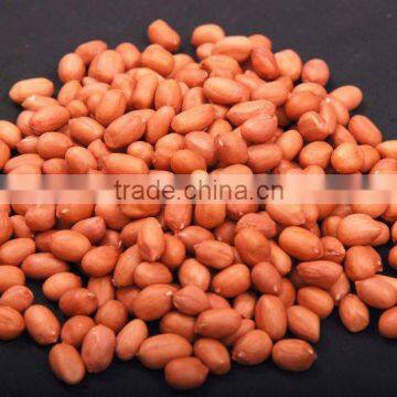 Best quality Indain Peanuts / PEANUT BOLD 60-70 COUNT