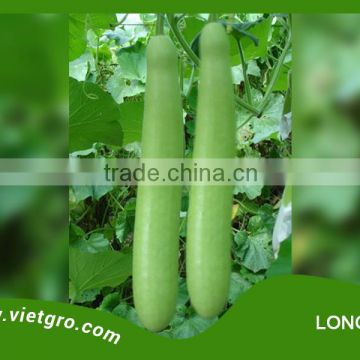 High Yield F1 Hybrid Bottle Gourd Seed - LONG 100