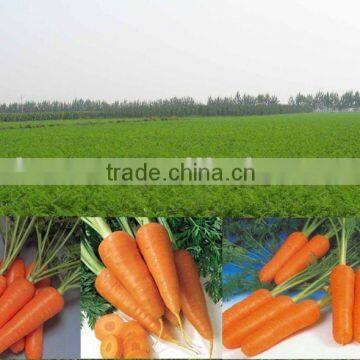 Best carrot for export