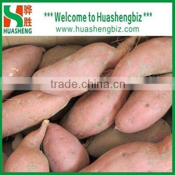 Chinese Edible Sweet Potato/ Honey sweet potatoes