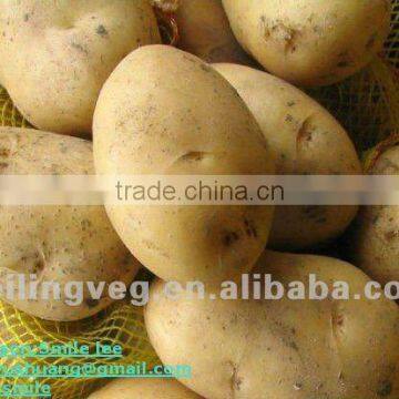 2012chinese fresh potato price