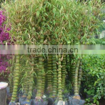 Bambusa ventricosa McClure babusa vulgaris buddha- belly bamboo