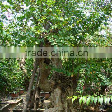 Lagerstroemia Indica L. photo-4