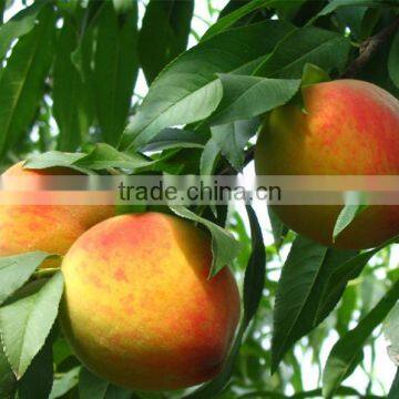 new crop canned yellow peach in halve