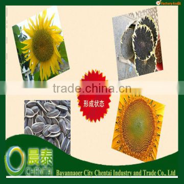 New Crop Chinese Raw Wholesale Hulled Sunflower Seeds 6009 Size(24/64 50g/270p)