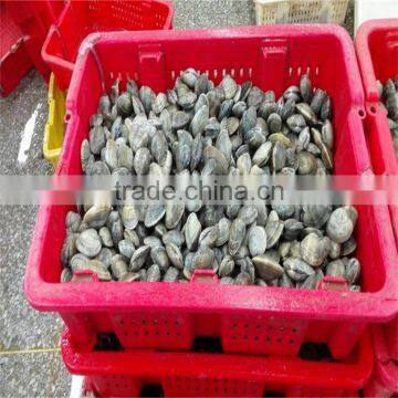 Frozen Cooked Baby Clam Japanese Standard photo-2