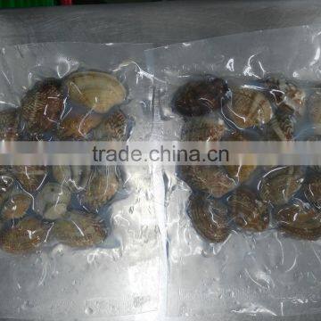 Frozen Shellfish Sea Shells Yellow Clam and Frozen Cooked Clam Meat photo-2