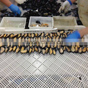 IQF Half Shell Blue Mussel photo-5