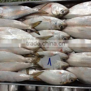 HILSA/ HILSHA/ DOTTED GIZZARD SHAD/ SARDINE photo-4