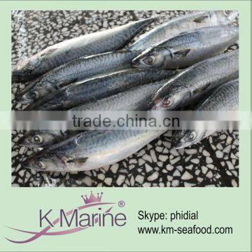 Wholesale Frozen Fresh Mackerel lot number#kmw4049