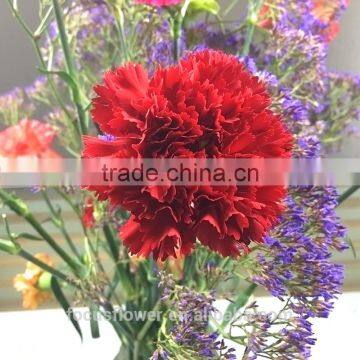 Natural carnation plants processing type fresh cut flower to the elders