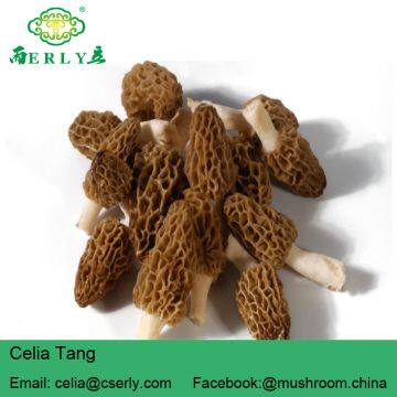 Dried Morels Morchella Esculenta photo-4