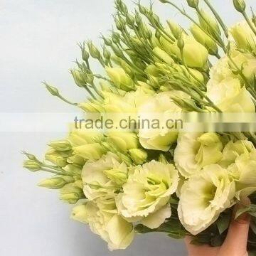 Fresh cut latest eustoma best flower for export