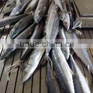 FROZEN SPANISH MACKEREL photo-2