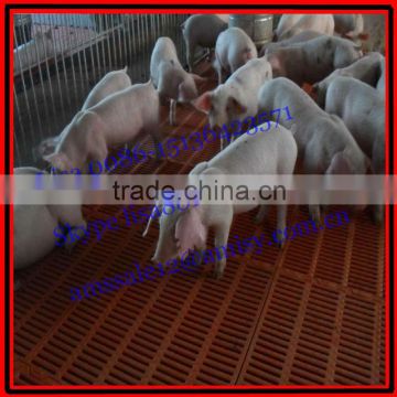 corral for weaned pig