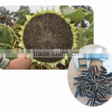 1514 High resistance hybrid sunflower seeds