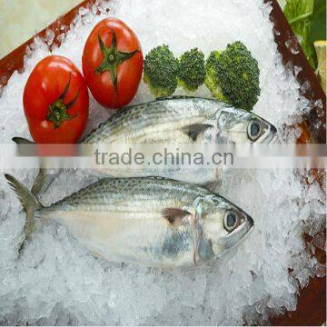 New Arrival Fish Farms Frozen Fish Indian Mackerel