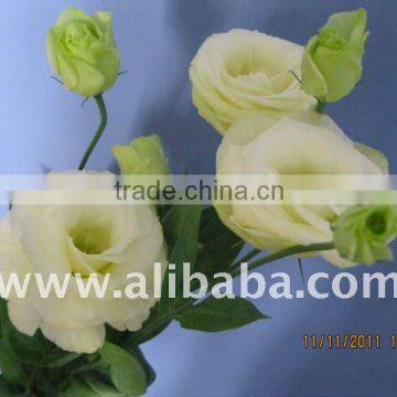 lisianthus