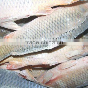 Frozen Carp Fish