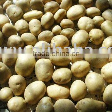 Fresh Potatoes