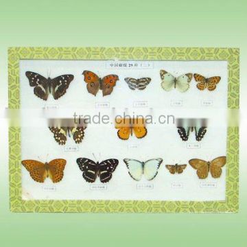 25 kinds of China butterfly specimen collection